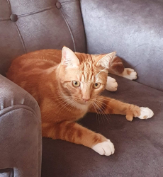 Lost Male Cat last seen Ploverdale Crescent Kingswinford DY6, West Midlands, England DY6