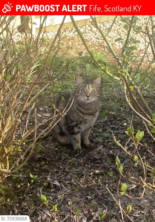 Lost Male Cat last seen Glenrothes hosp , Fife, Scotland KY7