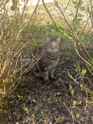 Lost Male Cat last seen Glenrothes hosp , Fife, Scotland KY7