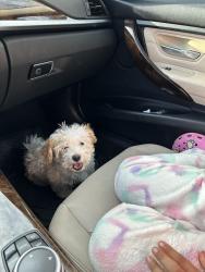 Lost Male Dog last seen E 7th st Stockton ca , Stockton, CA 95206