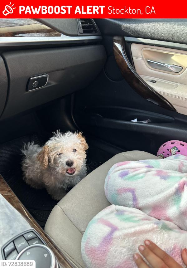 Lost Male Dog last seen E 7th st Stockton ca , Stockton, CA 95206