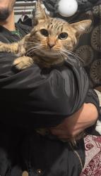 Reunited Male Cat last seen Old town temecula, Temecula, CA 92590
