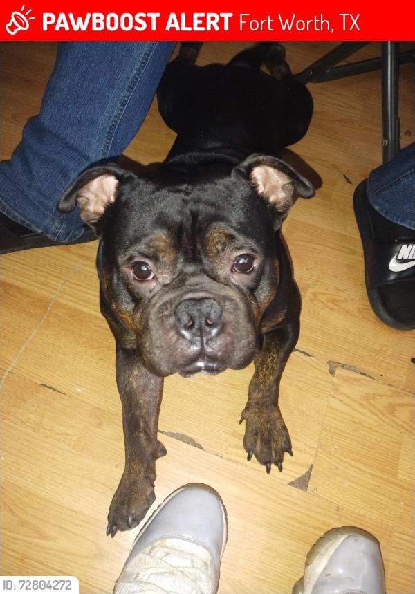Lost Male Dog last seen Meadow park dr, Fort Worth, TX 76108