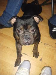 Lost Male Dog last seen Meadow park dr, Fort Worth, TX 76108