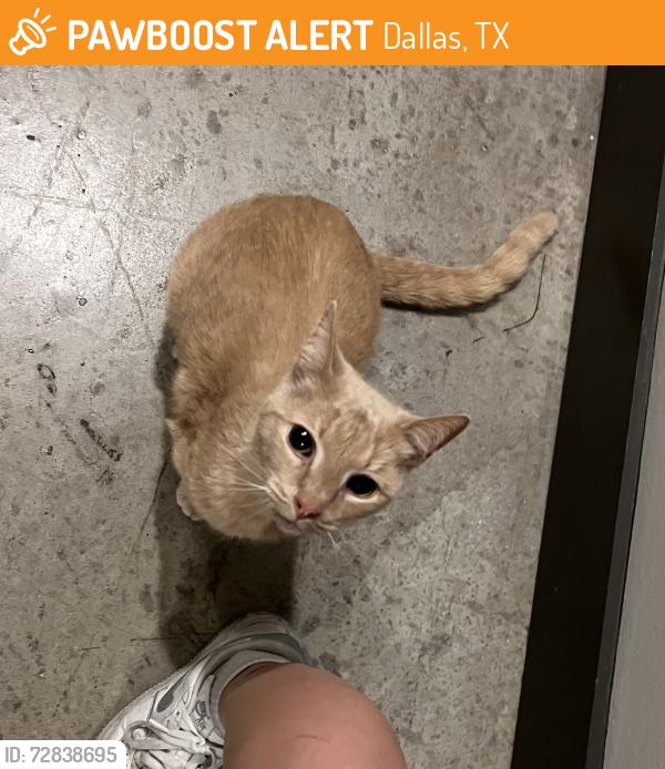 Found/Stray Unknown Cat last seen The Lucas apmts, first floor , Dallas, TX 75219
