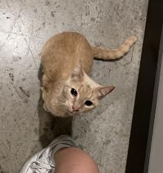 Found/Stray Unknown Cat last seen The Lucas apmts, first floor , Dallas, TX 75219