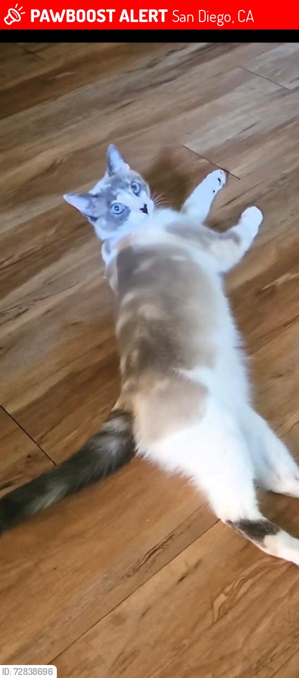 Lost Female Cat last seen Near 38th street, San Diego, Ca 92226, San Diego, CA 92116