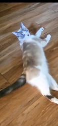 Lost Female Cat last seen Near 38th street, San Diego, Ca 92226, San Diego, CA 92116