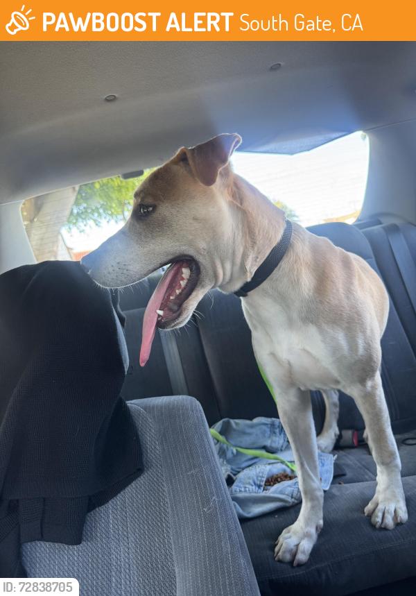 Found/Stray Male Dog last seen Firestone , South Gate, CA 90280