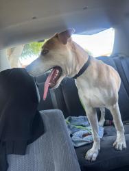 Found/Stray Male Dog last seen Firestone , South Gate, CA 90280
