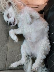 Lost Male Dog last seen Near S Virgil Ave, Los Angeles, CA 90004, Los Angeles, CA 90004
