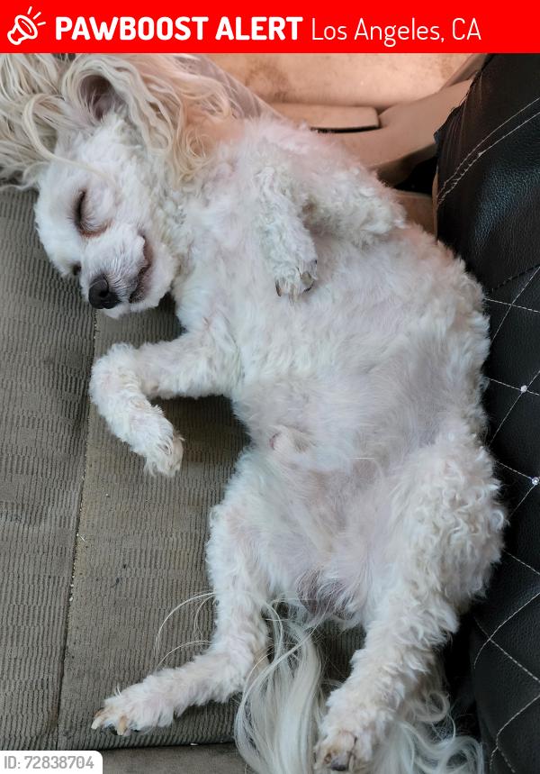 Lost Male Dog last seen Near S Virgil Ave, Los Angeles, CA 90004, Los Angeles, CA 90004