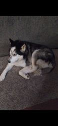 Lost Male Dog last seen 4th street and 40th Ave , Greeley, CO 80634