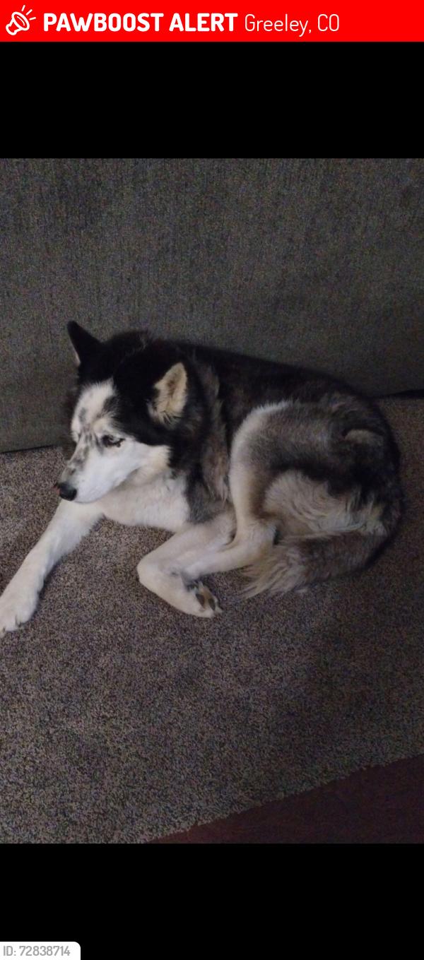 Lost Male Dog last seen 4th street and 40th Ave , Greeley, CO 80634