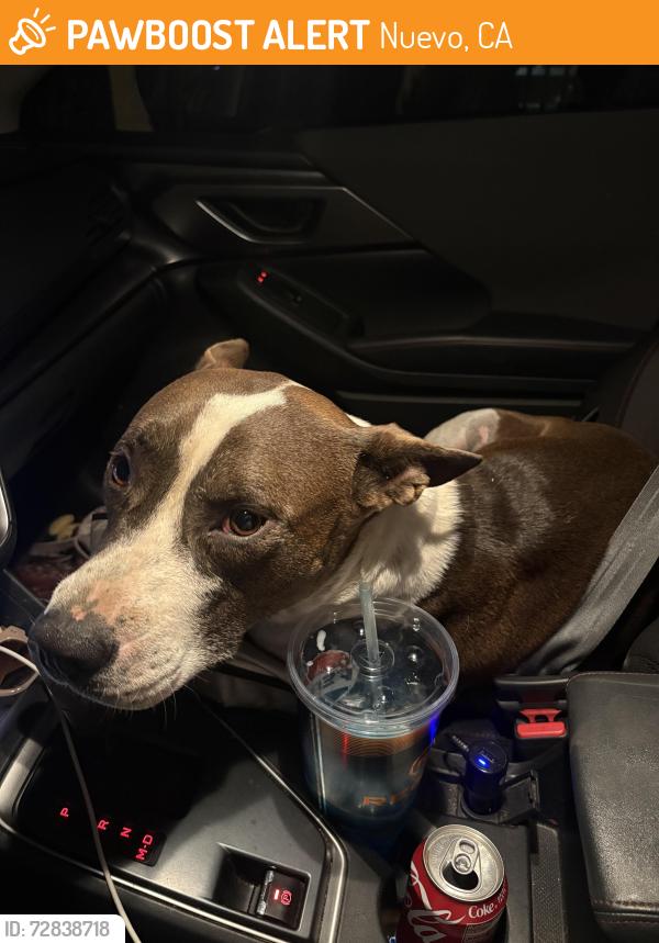 Found/Stray Male Dog last seen Juniper flts road, Nuevo, CA 92567