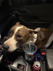 Found/Stray Male Dog last seen Juniper flts road, Nuevo, CA 92567