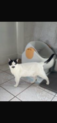 Lost Female Cat last seen Near Chase St Panorama City, CA 91402 United States, Los Angeles, CA 91402