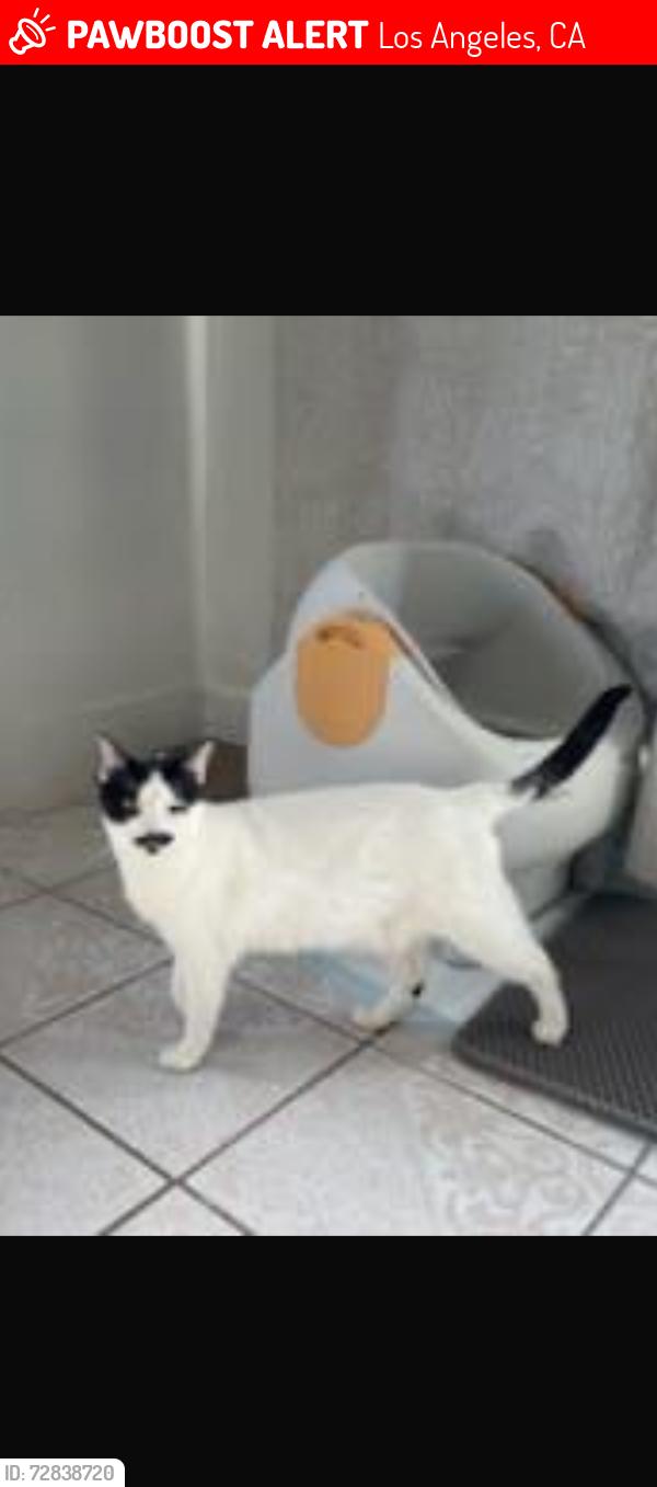 Lost Female Cat last seen Near Chase St Panorama City, CA 91402 United States, Los Angeles, CA 91402