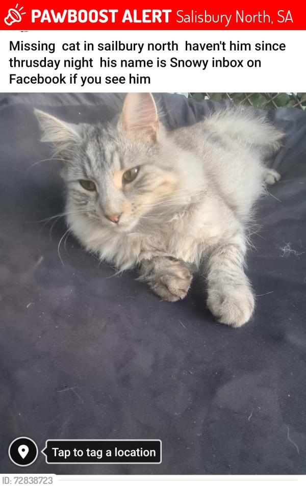 Lost Male Cat last seen bantanga , Salisbury North, SA 5108