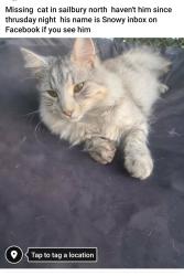 Lost Male Cat last seen bantanga , Salisbury North, SA 5108