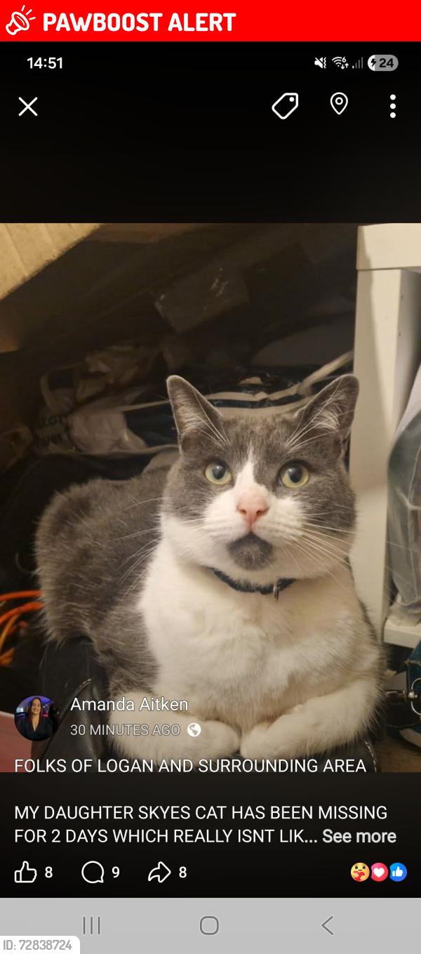 Lost Female Cat last seen Logan Cumnock, East Ayrshire Council, Scotland KA18