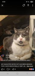 Lost Female Cat last seen Logan Cumnock, East Ayrshire Council, Scotland KA18
