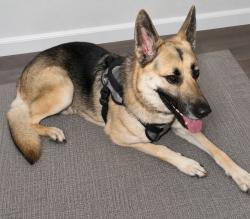 Found/Stray Male Dog last seen Merrit park, Delray Beach, FL 33444