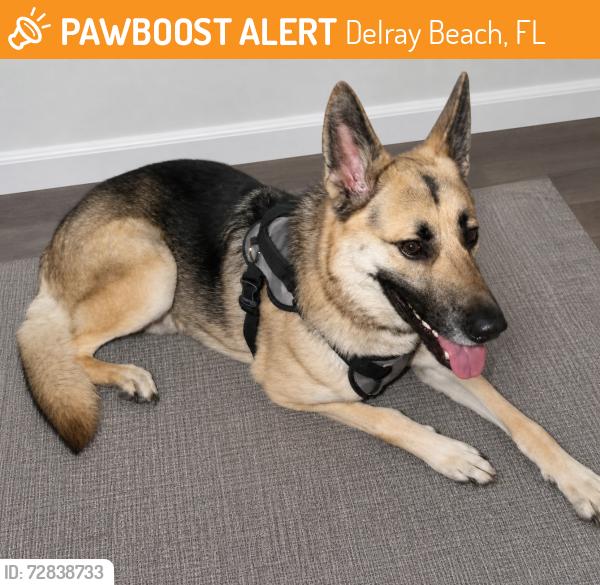 Found/Stray Male Dog last seen Merrit park, Delray Beach, FL 33444