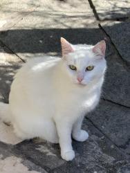 Lost Female Cat last seen Homer street , Earlwood, NSW 2206