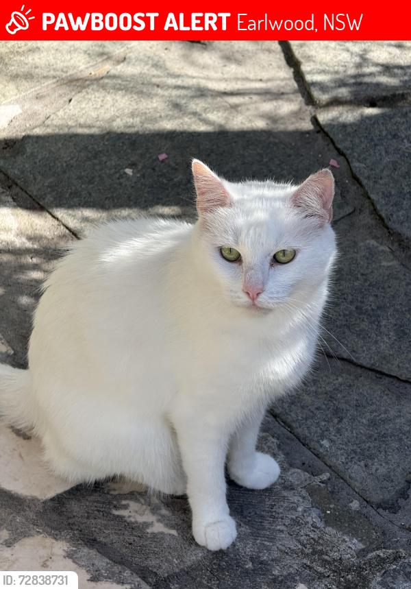 Lost Female Cat last seen Homer street , Earlwood, NSW 2206