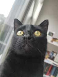 Lost Male Cat last seen on S Greenfield dr in Country Village, Oregon City, OR 97045
