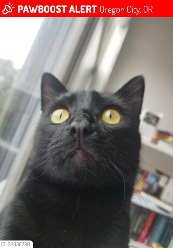 Lost Male Cat last seen on S Greenfield dr in Country Village, Oregon City, OR 97045