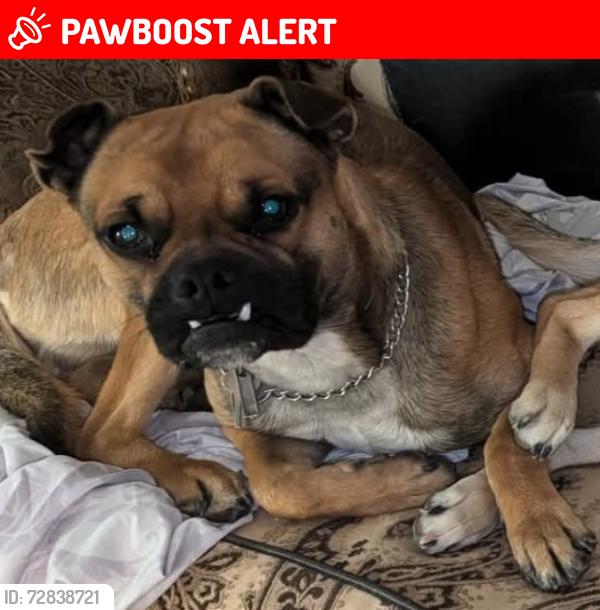 Lost Male Dog last seen 35th street West and West ave D, Los Angeles County, CA 93536