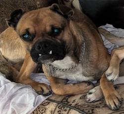 Lost Male Dog last seen 35th street West and West ave D, Los Angeles County, CA 93536