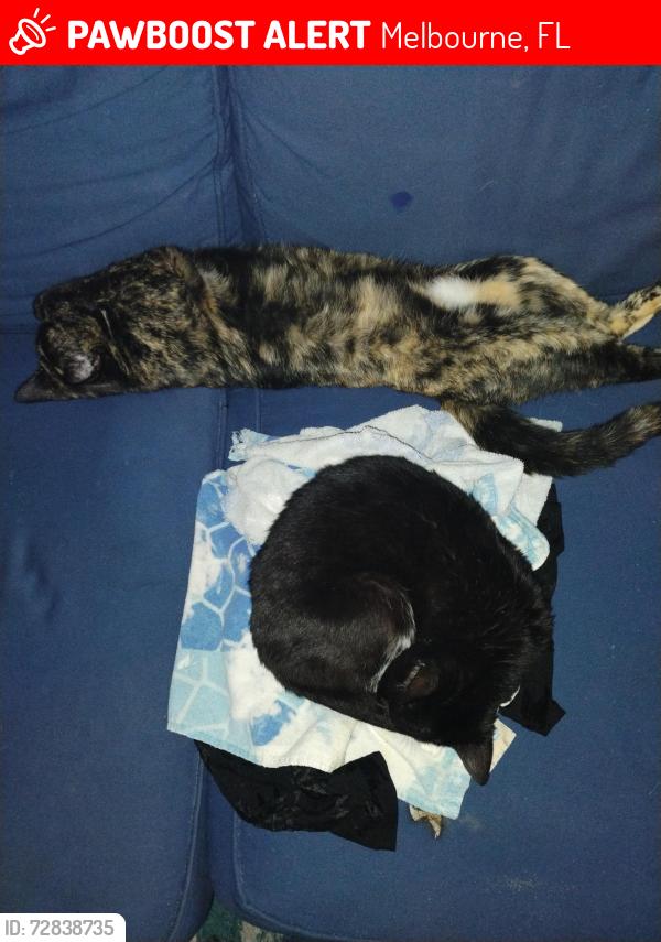 Lost Female Cat last seen I Croton and ixora park , Melbourne, FL 32935