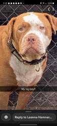 Lost Male Dog last seen 304e central, Lenox, GA 31637