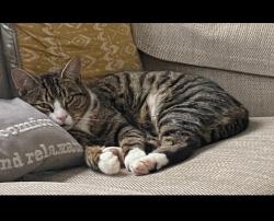 Reunited Male Cat last seen Tesco, Quinton, England B32