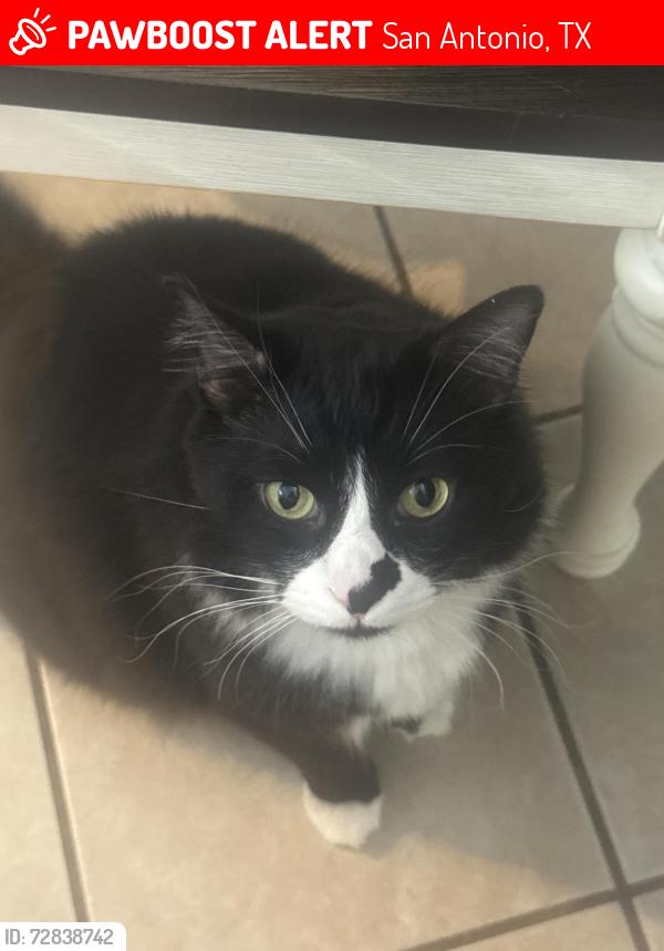 Lost Male Cat last seen Brixton, Wickersham, San Antonio, TX 78254