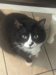 Lost Male Cat last seen Brixton, Wickersham, San Antonio, TX 78254
