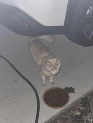 Found/Stray Unknown Cat last seen Oleander and Baseline , Fontana, CA 92336