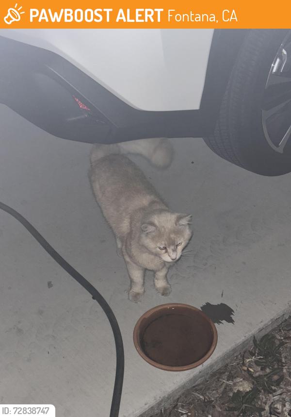 Found/Stray Unknown Cat last seen Oleander and Baseline , Fontana, CA 92336