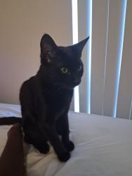 Lost Female Cat last seen PCC Cascade Campus , Portland, OR 97217