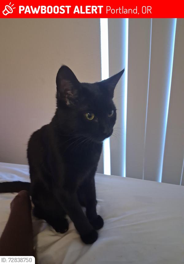 Lost Female Cat last seen PCC Cascade Campus , Portland, OR 97217