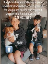Lost Male Dog last seen Harvest foods 11205 E Dishman Mica Rd Spokane Valley, WA  99206 United States, Spokane Valley, WA 99206