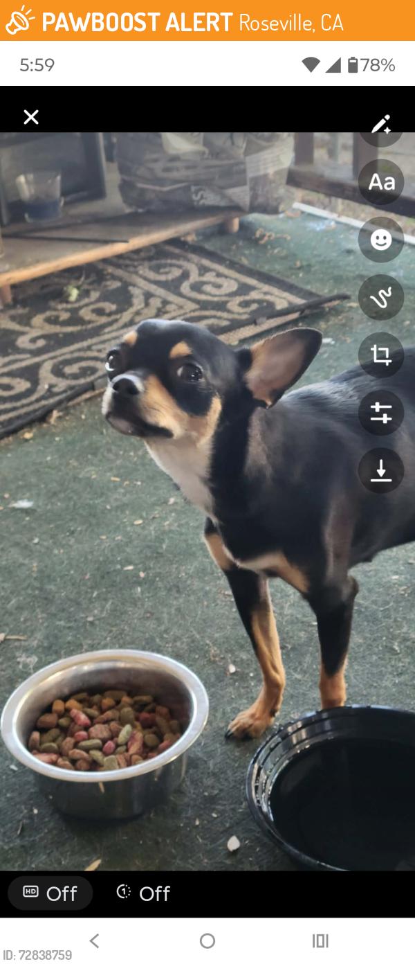 Found/Stray Female Dog last seen Saber city ests , Roseville, CA 95747