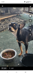 Found/Stray Female Dog last seen Saber city ests , Roseville, CA 95747