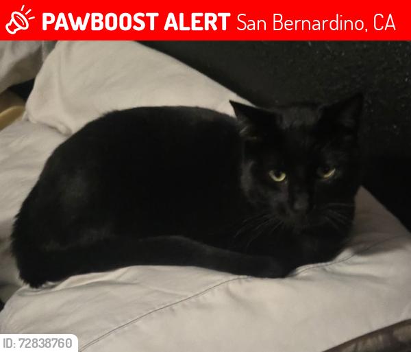 Lost Male Cat last seen 5th street and Pedley, San Bernardino, CA 92403