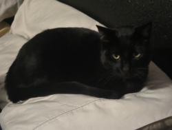 Lost Male Cat last seen 5th street and Pedley, San Bernardino, CA 92403