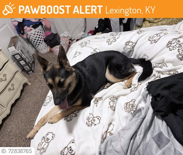 Found/Stray Unknown Dog last seen Chilesburg rd , Lexington, KY 40503