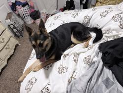 Found/Stray Unknown Dog last seen Chilesburg rd , Lexington, KY 40503